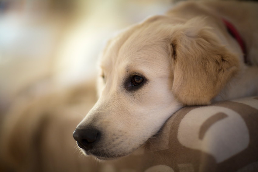 Noël 2020 : 76% des chiens recevront un cadeau Noël 2020 : 76% des chiens recevront un cadeau