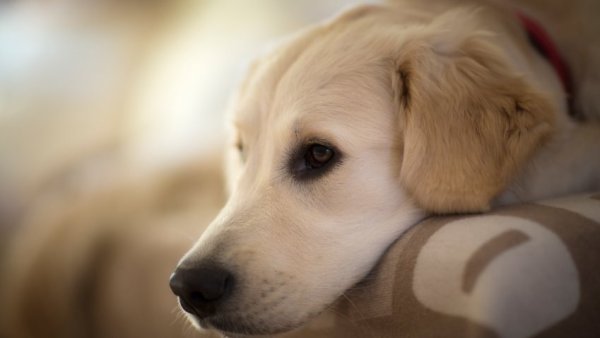 2 Français sur 3 choisiraient leur conjoint à la place de leur chien !