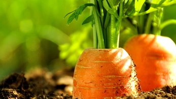 Jardinage : Les Français sont nuls, et les hommes auraient encore moins la main verte que les femmes !